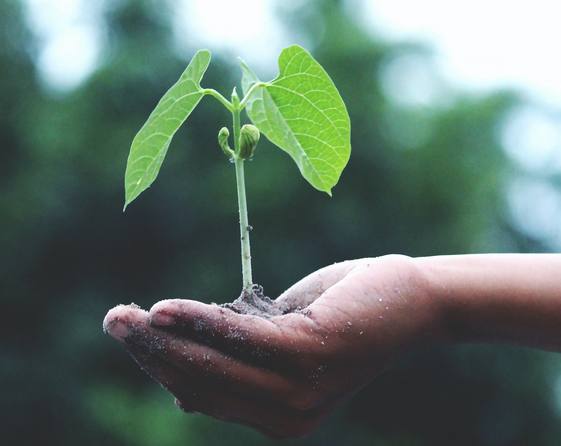 plant in hand pexels