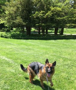Young german shepherd dog running towards the camera with a leash on his face. There are trees in the background.