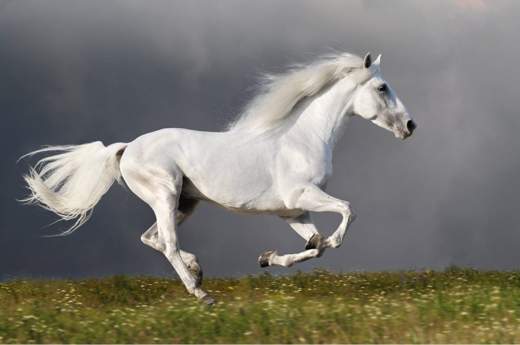 bow horse White horse running across a grassy hill with storm clouds in background.