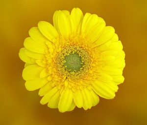 yellow flower