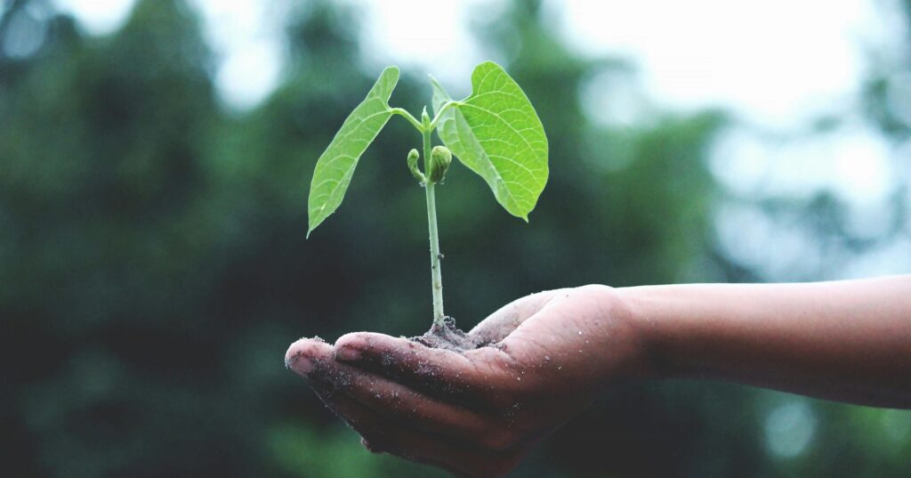 hand holding a growing plant